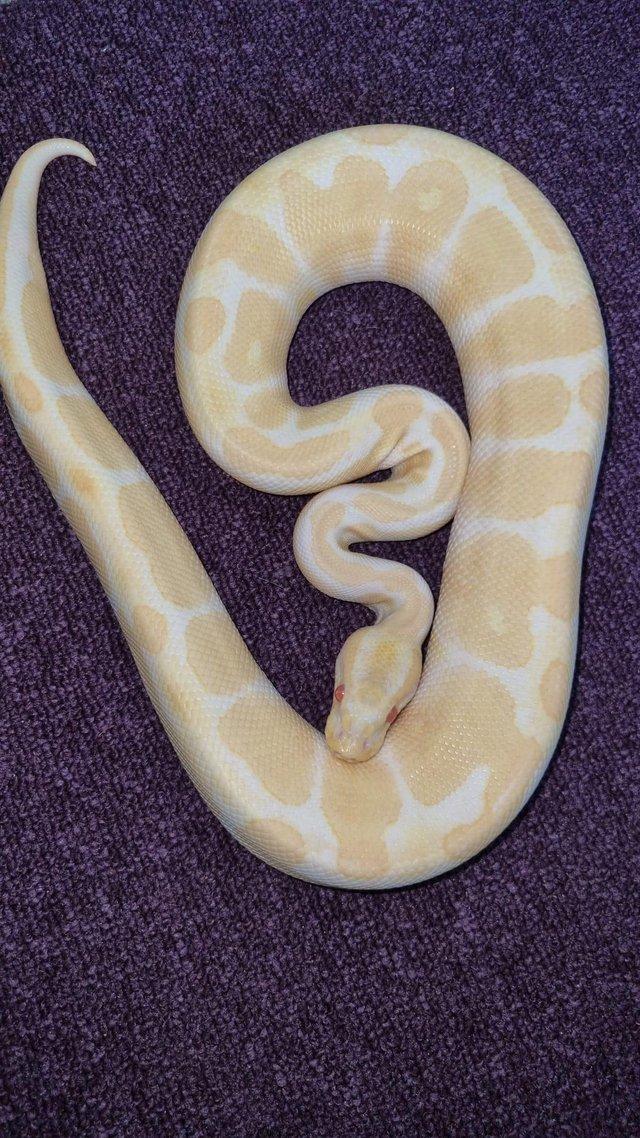 Preview of the first image of Albino royal ball python :) :).