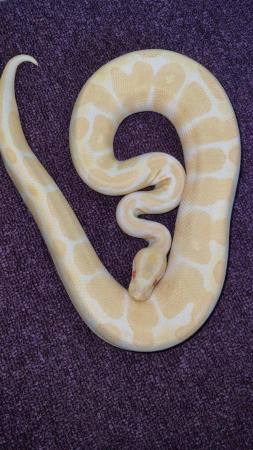Image 1 of Albino royal ball python :) :)