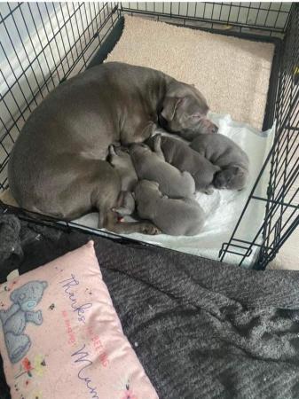 Image 6 of Beautiful Blue Staffordshire Bull Bitches for sale