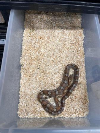 Image 3 of Corn snakes and setups available- various morphs and age