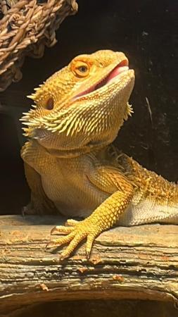 Image 1 of Bearded dragon (male) with complete enclosure/kit