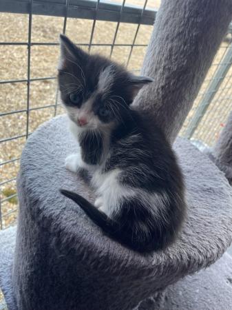 Image 2 of Black and white male kittens for sale