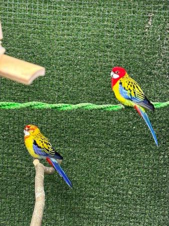Image 4 of Beautiful rosella parakeets available haaris pet Centre