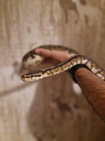 Image 3 of Royal ball pythons for sale adult and baby
