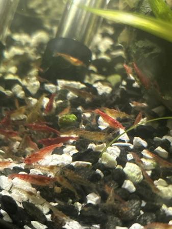 Image 4 of Little shrimp, cherry and green color, grow 3 centimeters um