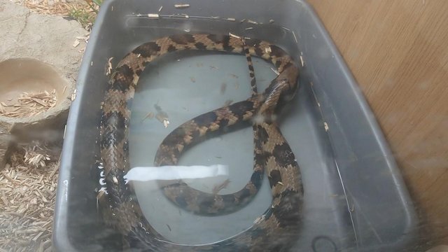 Image 3 of False Water cobra (sold to us as hypo)