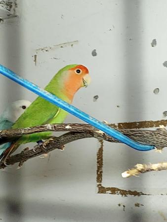 Image 2 of Wanted female lovebird mine has lost his mate
