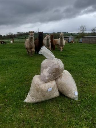 Image 2 of Raw Alpaca fleece for sale