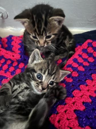 Image 1 of kittens for sale collection only