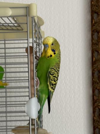 Image 5 of Budgie for sale male and comes with cage