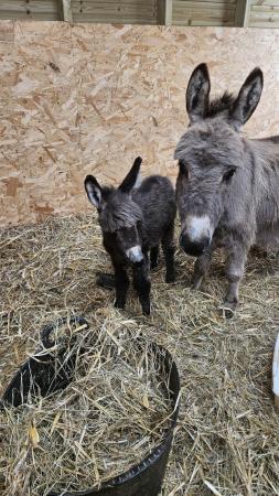 Image 1 of Reserved-Mediterranean miniature donkey for sale
