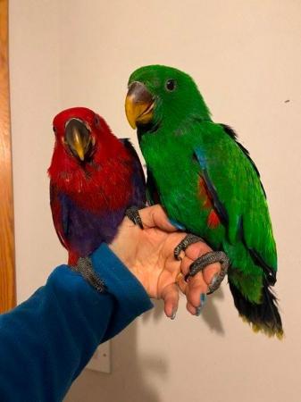 Image 9 of Hand Reared baby Parrots ECLECTUS