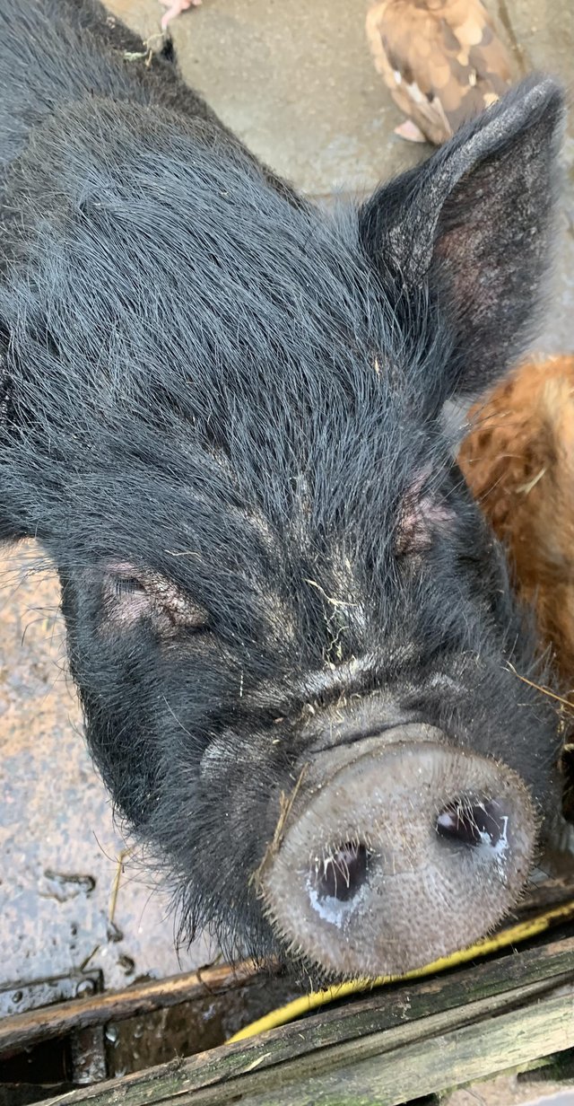 Preview of the first image of Kune kune cross pig looking for new home.