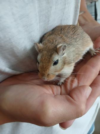 Image 1 of 2 male 6 month old gerbils with full set up