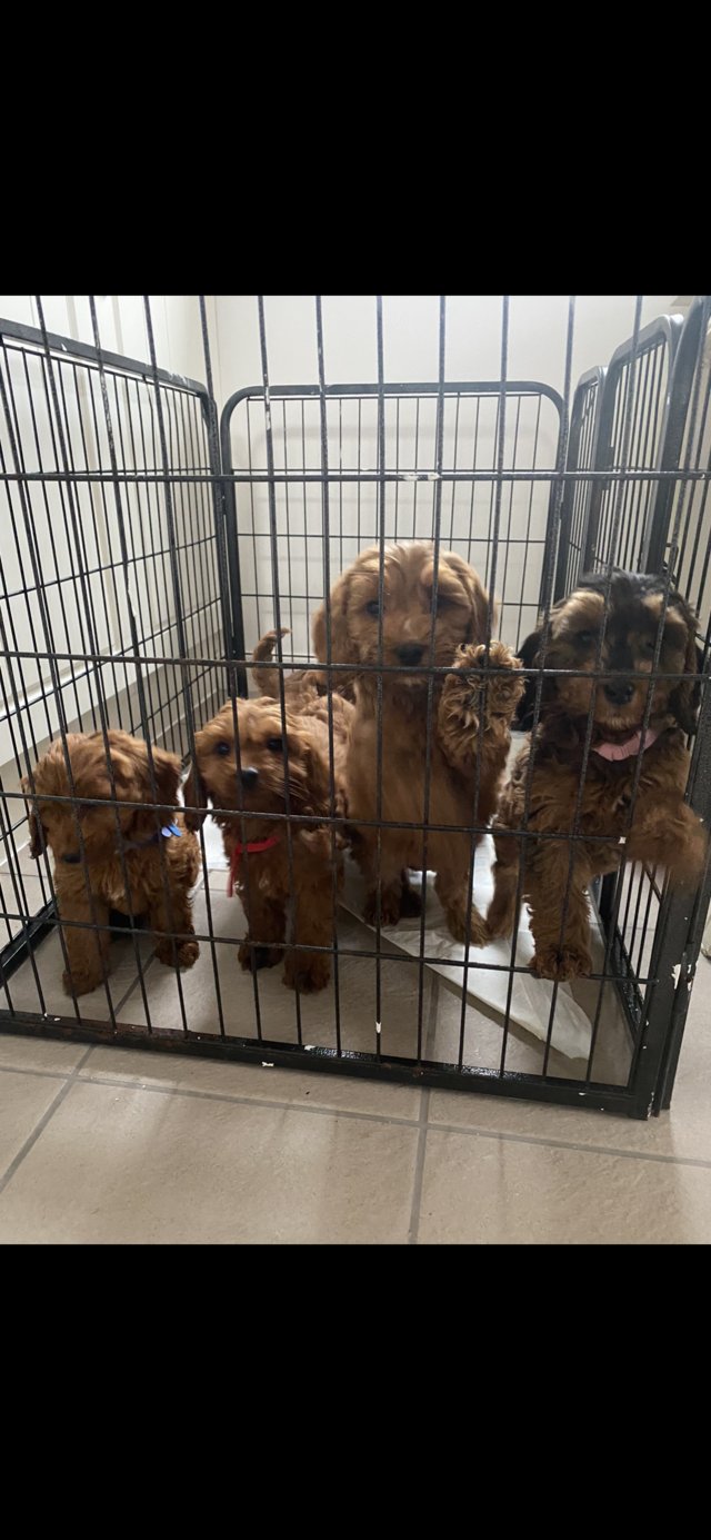 Preview of the first image of Cockapoo puppies for sale.