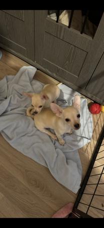 Image 5 of 12 weeks old chihuahua puppies ready now