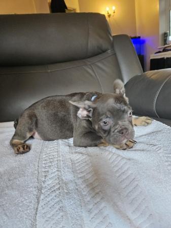 Image 6 of Kc registered French bulldog puppies