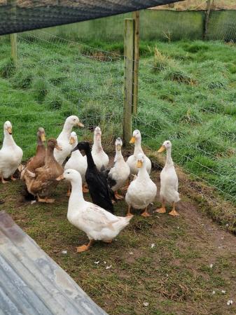 Image 1 of Female ducks for sale last years hatch