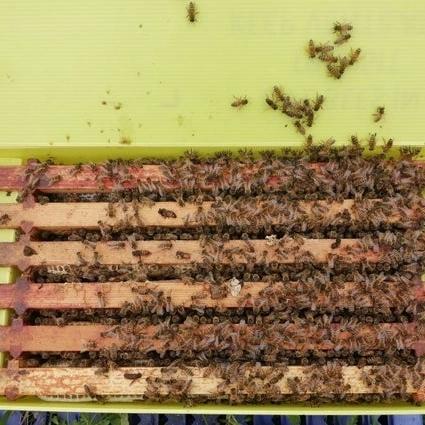 Preview of the first image of Nuc 6 frames of bees ,Buckfast bread.
