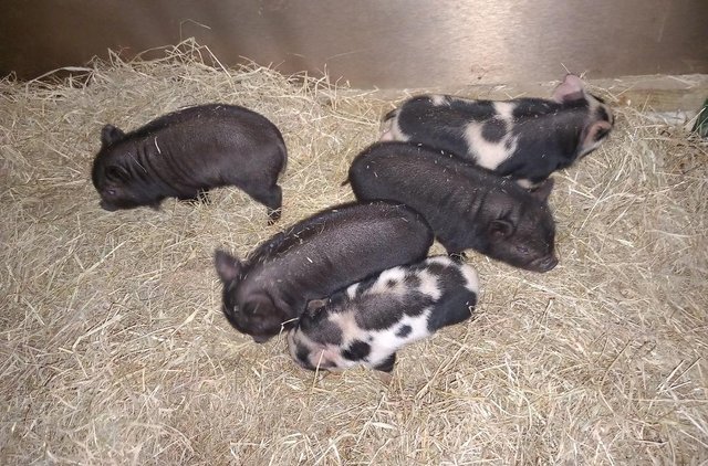 Image 2 of Kune kune piglets male and female