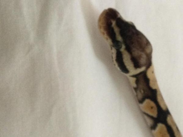 Image 8 of Pastel Mojave het ghost baby ball python