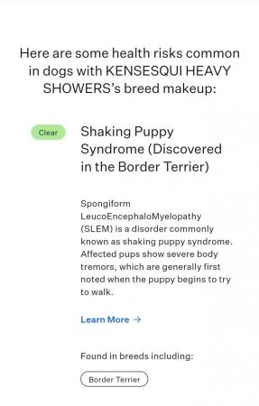 Image 4 of K.C Registered Border Terrier stud. Fully health screened.