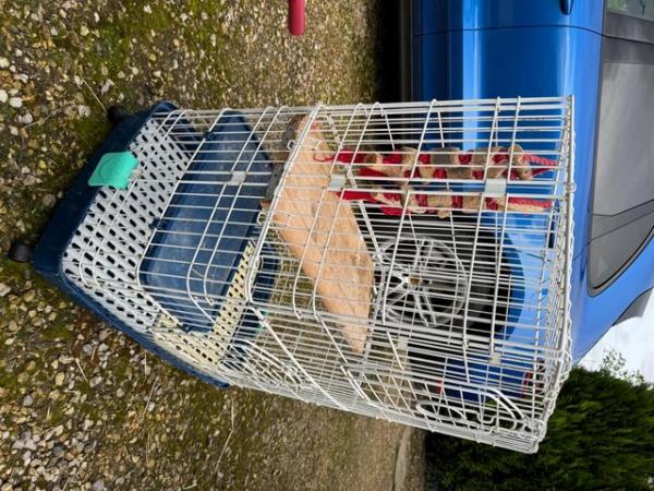 Image 3 of Metal cage for pets, very good condition