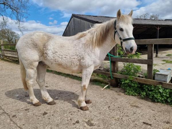Image 2 of Welsh Section B X type Pony Gelding 13.1hh for sale