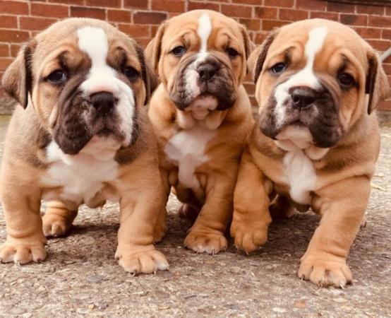 Image 5 of Beautiful Chunky Bulldog Puppies