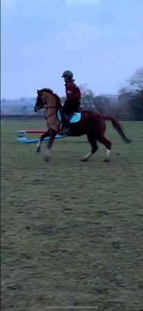 Image 7 of Cheval Miss Money Penny 13.1hh