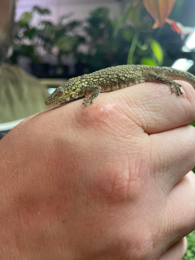 Preview of the first image of Bauers Chameleon Gecko At Urban Exotics.