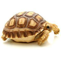 Image 6 of Stocked Tortoises on at Warrington pets and exotics