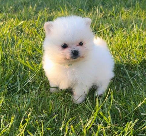 Image 5 of Miniature white pomeranian pups