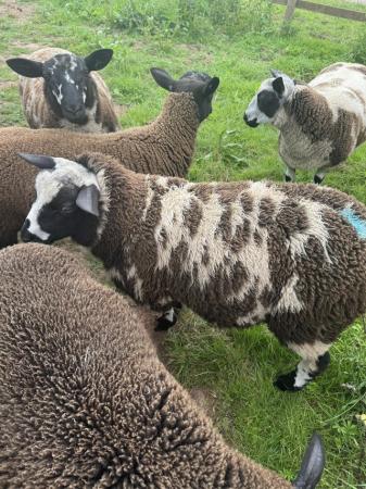 Image 2 of Dutch spotted pedigree ram lambs