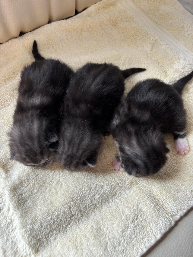 Preview of the first image of Kittens ready to reserve blue tabby.