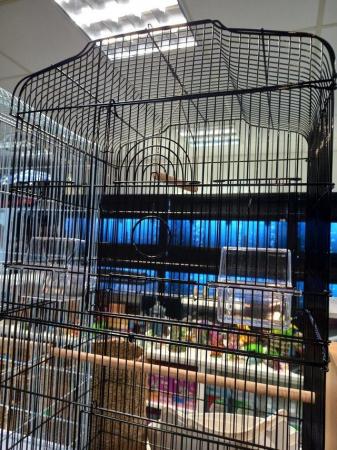 Image 4 of Bird cage available in black and white