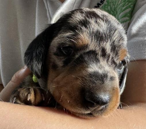 Image 6 of Ready Today! Reduced! KC registered dachshund puppies