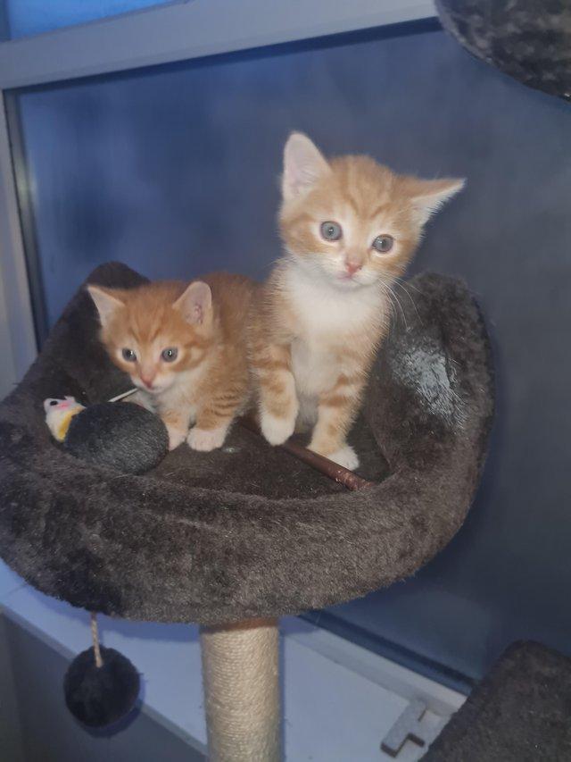 Preview of the first image of Male ginger kittens ready now.