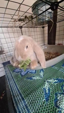 Image 2 of 9 Month old baby Orange French Lop