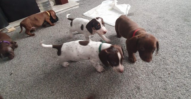 Image 20 of 8 week old mini dach x Springer spaniel pups