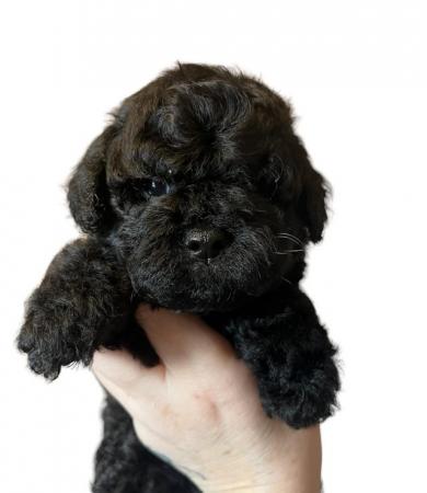 Image 16 of Ready tomorrow !Stunning tiny cavapoo f1b puppy,last 1 left