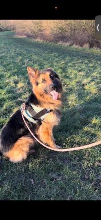 Image 3 of German shepardlooking for a new home