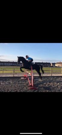 Image 2 of Irish sports horse mare for sale