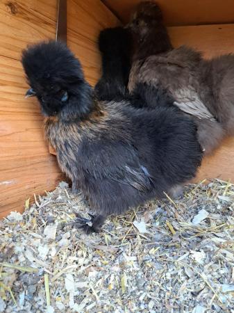 Image 3 of Flock of silkies different ages
