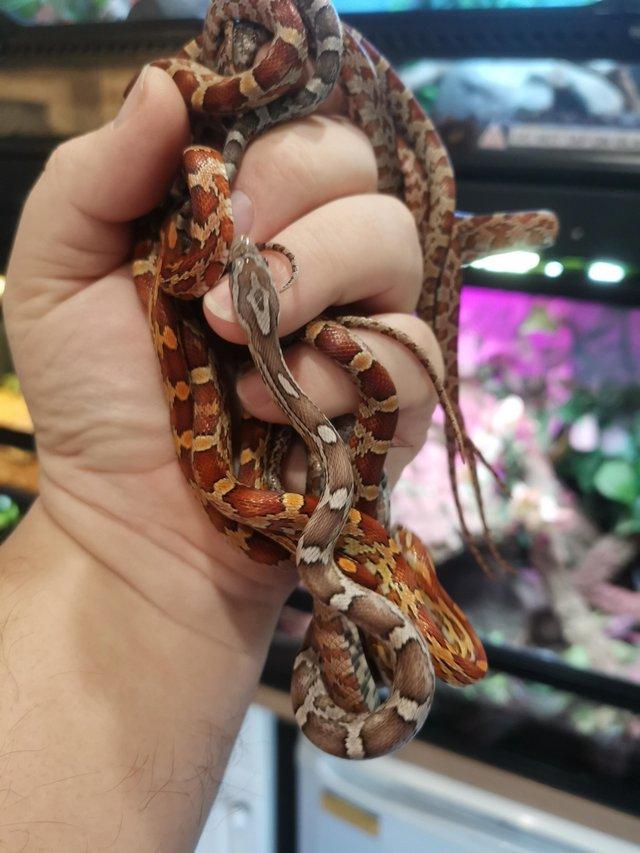 Preview of the first image of Lovley young corn snake available.