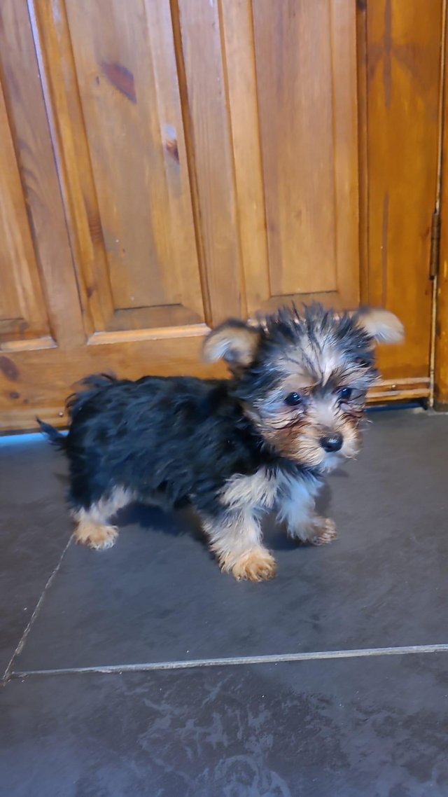 Preview of the first image of yorkshire terrier puppy for sale.