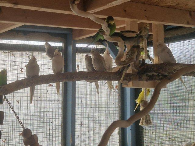 Preview of the first image of cockatiels for sale males and females.