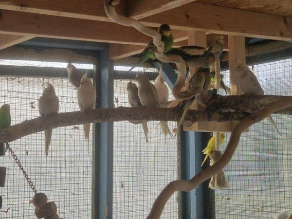 Image 1 of cockatiels for sale males and females
