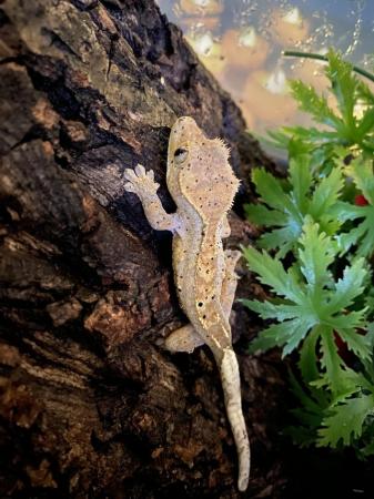 Image 3 of Crested gecko for sale dalmation spots