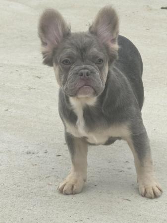 Image 4 of French bulldog puppies , ready now , KC reg , microchipped